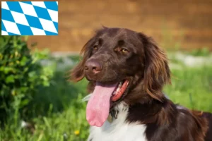 Read more about the article Münsterländer mic crescător și căței în Bavaria