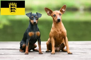 Read more about the article Crescători de Pinscher Miniatural și căței în Baden-Württemberg