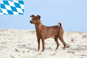 Read more about the article Crescători de Pinscher Miniatural și căței în Bavaria