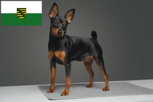 Read more about the article Crescători de Pinscher Miniatural și căței în Saxonia