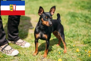 Read more about the article Crescători de Pinscher Miniatural și căței în Schleswig-Holstein