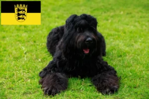 Read more about the article Crescători de Terrier Negru Rus și căței în Baden-Württemberg