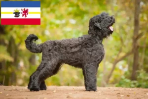 Read more about the article Rusoaica Black Terrier Crescător și căței în Mecklenburg-Vorpommern