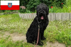 Read more about the article Rusă Black Terrier crescător și căței în Thuringia