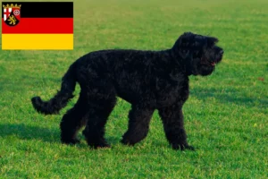 Read more about the article Crescători de Terrier Negru Rus și căței în Renania-Palatinat