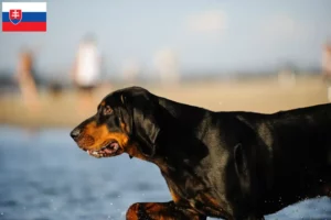 Read more about the article Negru și Tan Coonhound crescători și căței în Slovacia