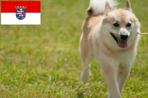 Read more about the article Crescători de Buhund norvegian și căței în Hessen