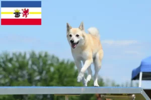 Read more about the article Crescători de Buhund norvegian și căței în Mecklenburg-Vorpommern