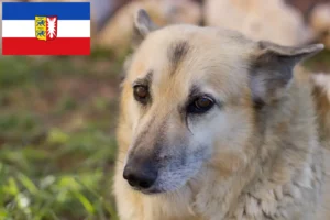 Read more about the article Crescători de Buhund norvegian și căței în Schleswig-Holstein