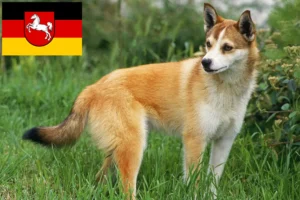 Read more about the article Crescători de Lundehund norvegian și căței în Saxonia Inferioară