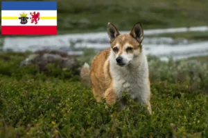 Read more about the article Crescători de Lundehund norvegian și căței în Mecklenburg-Vorpommern