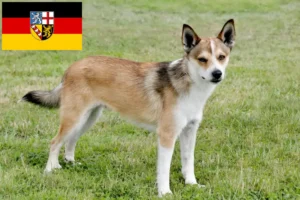 Read more about the article Crescători de Lundehund norvegian și căței în Saarland