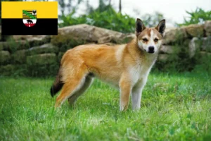 Read more about the article Crescători de Lundehund norvegian și căței în Saxonia-Anhalt