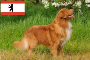 Read more about the article Nova Scotia Duck Tolling Retriever crescători și căței în Berlin