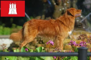 Read more about the article Nova Scotia Duck Tolling Retriever crescători și căței în Hamburg