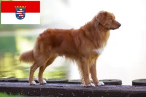 Read more about the article Nova Scotia Duck Tolling Retriever crescători și căței în Hessen