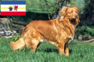 Read more about the article Nova Scotia Duck Tolling Retriever crescători și căței în Mecklenburg-Vorpommern