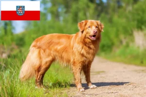 Read more about the article Nova Scotia Duck Tolling Retriever crescători și căței în Thuringia