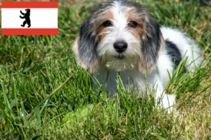 Read more about the article Petit Basset Griffon Vendéen crescători și căței în Berlin