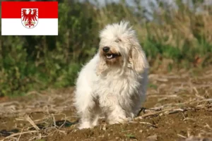 Read more about the article Petit Basset Griffon Vendéen crescători și căței în Brandenburg