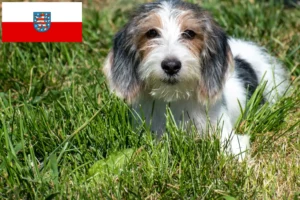 Read more about the article Petit Basset Griffon Vendéen crescători și căței în Thuringia