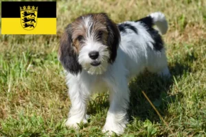 Read more about the article Petit Basset Griffon Vendéen crescători și căței în Baden-Württemberg