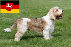 Read more about the article Petit Basset Griffon Vendéen crescători și căței în Saxonia Inferioară