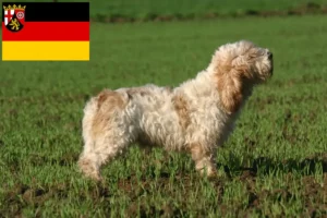 Read more about the article Petit Basset Griffon Vendéen crescători și căței în Renania-Palatinat