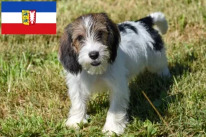 Read more about the article Petit Basset Griffon Vendéen crescători și căței în Schleswig-Holstein