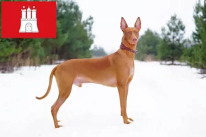 Read more about the article Pharaoh Dog Breeder și căței în Hamburg