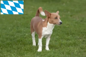 Read more about the article Podenco crescători și căței în Bavaria