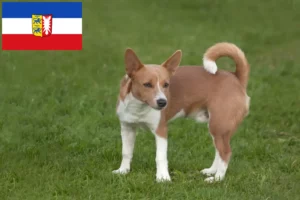 Read more about the article Podenco crescători și căței în Schleswig-Holstein