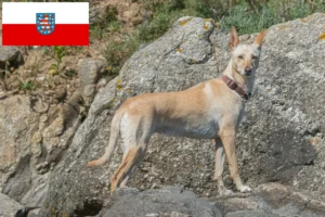 Read more about the article Podenco crescători și căței în Thuringia