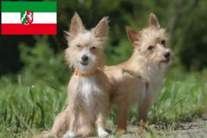 Read more about the article Podenco crescători și căței în Renania de Nord-Westfalia