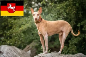 Read more about the article Podenco crescători și căței în Saxonia Inferioară