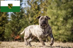 Read more about the article Presa Canario crescători și căței în Saxonia