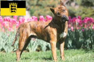 Read more about the article Presa Canario crescători și căței în Baden-Württemberg