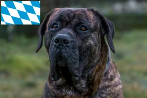 Read more about the article Presa Canario crescători și căței în Bavaria