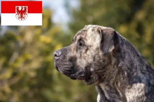 Read more about the article Presa Canario crescători și căței în Brandenburg