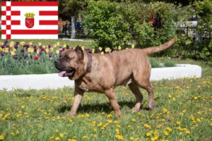 Read more about the article Presa Canario crescători și căței în Bremen