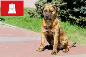 Read more about the article Presa Canario crescători și căței în Hamburg