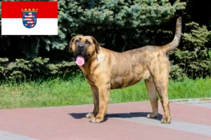 Read more about the article Presa Canario crescători și căței în Hessen