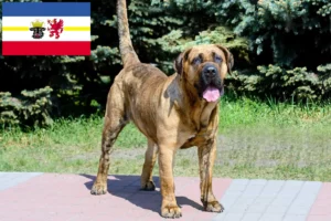 Read more about the article Presa Canario crescători și căței în Mecklenburg-Vorpommern