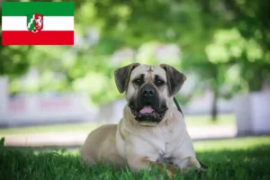 Read more about the article Presa Canario crescători și căței în Renania de Nord-Westfalia