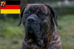 Read more about the article Presa Canario crescători și căței în Renania-Palatinat