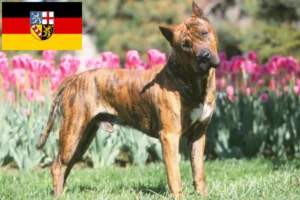 Read more about the article Presa Canario crescători și căței în Saarland