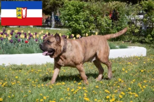 Read more about the article Presa Canario crescători și căței în Schleswig-Holstein