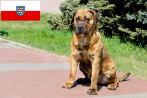 Read more about the article Presa Canario crescători și căței în Thuringia