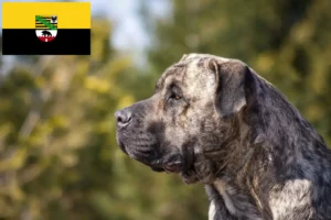 Read more about the article Presa Canario crescători și căței în Saxonia-Anhalt