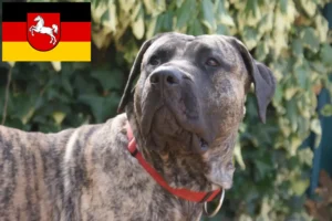 Read more about the article Presa Canario crescători și căței în Saxonia Inferioară